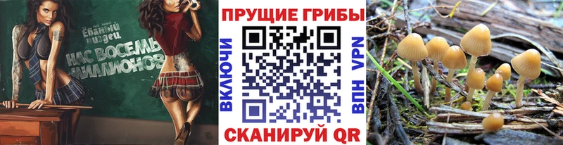 как найти   Пошехонье  KRAKEN ссылка  Псилоцибиновые грибы Psilocybe 